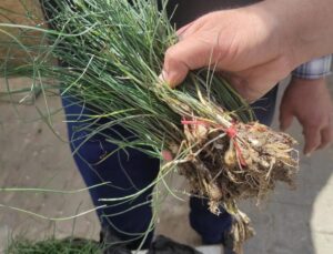 Altından daha değerli: Pazarda gören dönüp tekrar bakıyor!