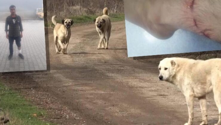 Antalya’da bir kişi başıboş köpeklerin saldırısına uğradı!