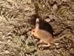 Antalya’da kanguru faresi görüldü