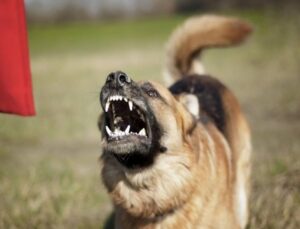 Bakanlık resmen açıkladı! İstanbul, Ankara ve İzmir’de başıboş köpeklerin korkunç sayısı