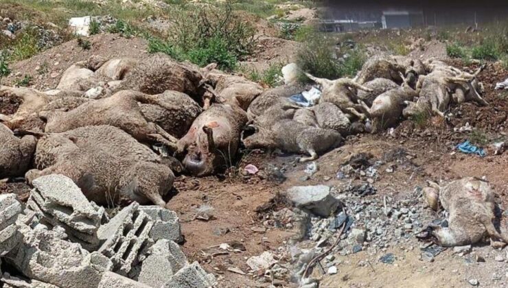 Başıboş köpek sürüleri dehşet saçtı! Korkunç manzara!