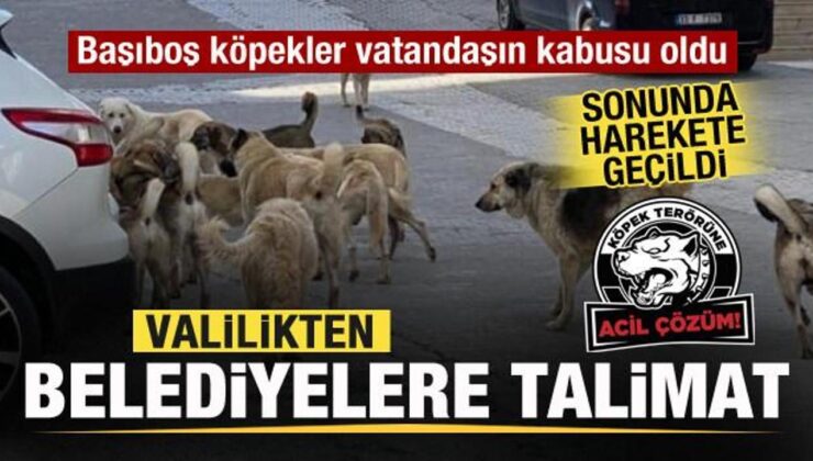 Başıboş köpekler vatandaşın kabusu oldu! Sonunda harekete geçildi! Belediyelere yazı