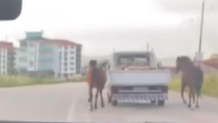 Bursa’da skandal görüntü: Atları araca bağlayıp koşturdu!