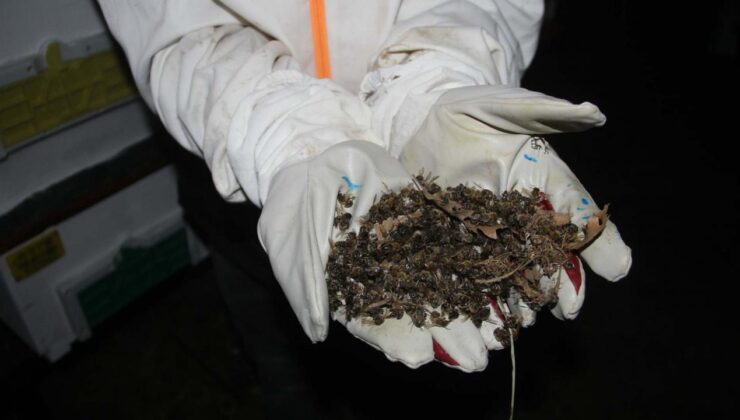 Çanakkale’de endişelendiren görüntü: Toplu arı ölümleri yaşandı