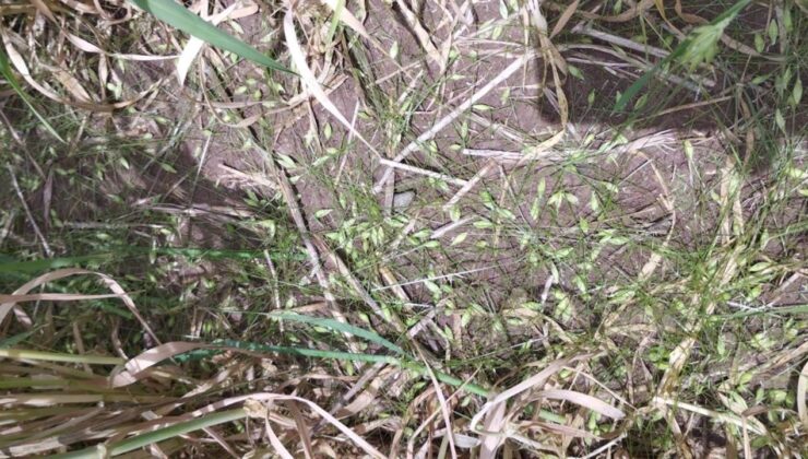 Diyarbakır ve Batman’da dolu etkili oldu, ekili araziler zarar gördü