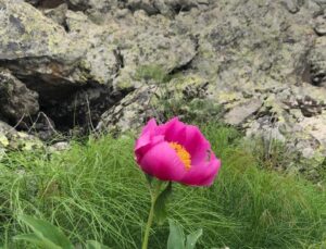 Erciyes’te şakayıklar açtı; koparmanın cezası 244 bin TL