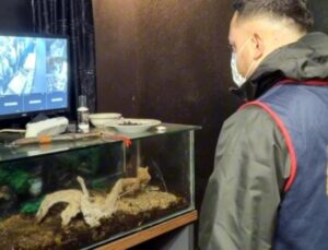 Evinde iki ‘Kraliyet pitonuyla’ yakalandı! Ceza kesildi