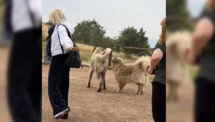 Göbeklitepe ve Balıklıgöl’deki başıboş köpekler toplatıldı