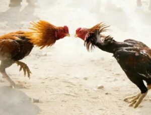 Horoz dövüşü yaptıran 44 kişiye unutamayacakları ceza!