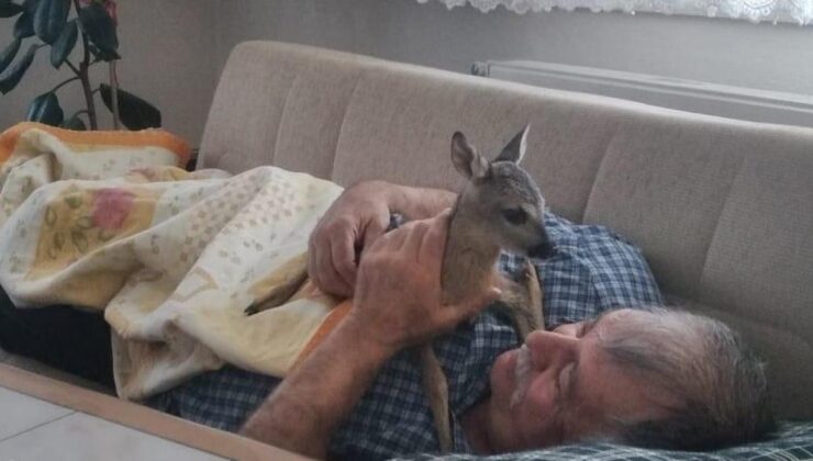 Karaca yavrusunu bitkin buldu, evinde bakıma aldı