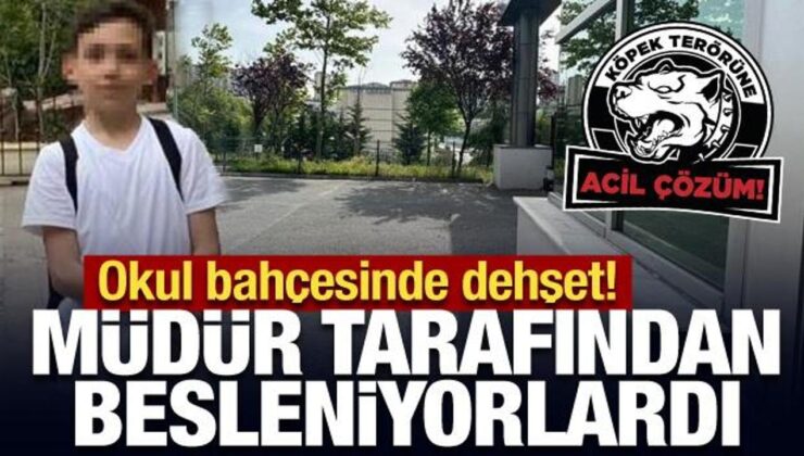 Okul bahçesinde dehşet: Müdür tarafından beslenen köpekler öğrenciye saldırdı!