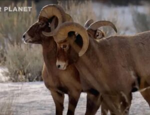 Şimdi de hayvanlara dadandılar! ‘Eşcinsel hayvan’ belgeseli yayınlayacaklar