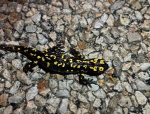 Şırnak’ta nesli tehdit altındaki ‘sarı benekli semender’ görüldü