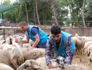TDV’den ‘İlk Kurbanım İlk İyiliğim’ kampanyası