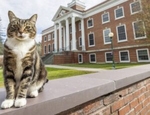 Vermont Üniversitesi'nde bir kediye onursal diploma verildi