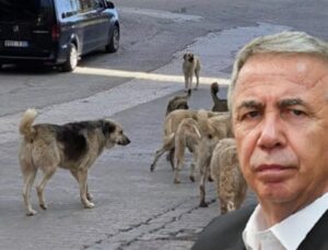 Yavaş’tan başıboş sokak köpekleriyle ilgili çarpıcı sözler: Sadece kısırlaştırmak yetmez