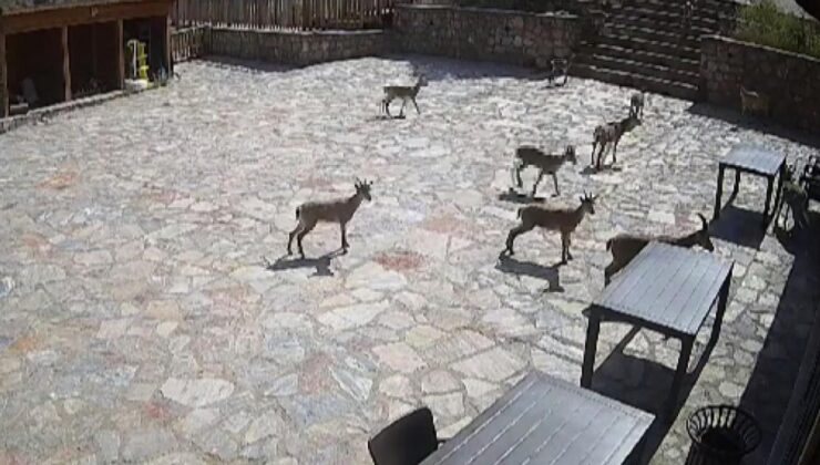 Cam seyir terasında onları görenler şaşkına döndü!