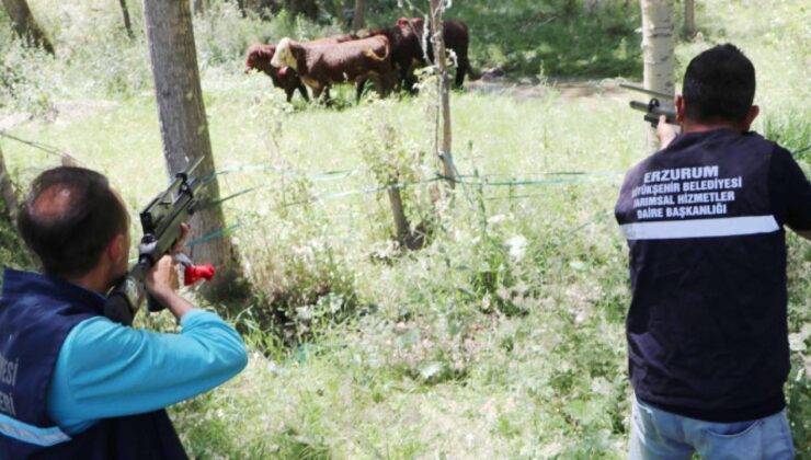 Erzurum’da boğalar firar etti! Tek tek vuruldular