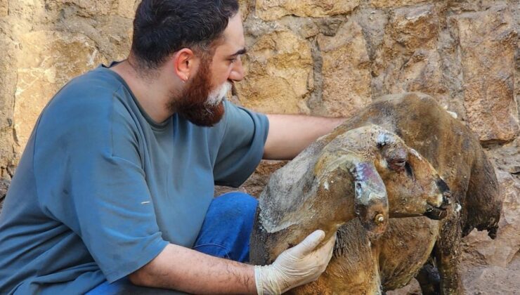 ‘Hayat Tamircisi’ Mardin ve Diyarbakır yangınında yaralanan hayvanlara şifa dağıtıyor