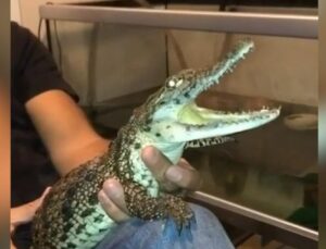 İstanbul’da inanılmaz görüntü! Timsahla yaşayan kişi gözaltında