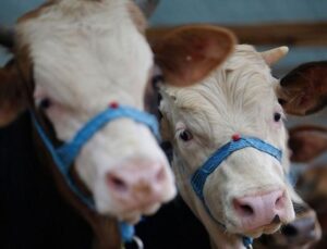 Kurbanlıkta ‘kayıt’ uyarısı! Tazminat hakkı yok olabilir
