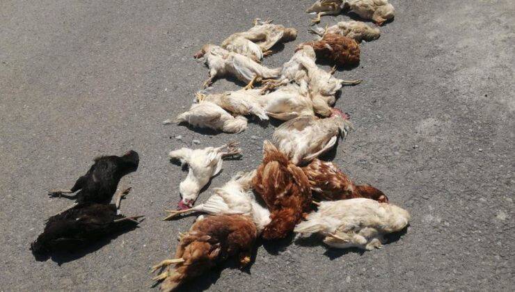 Sokak köpekleri kümes hayvanlarını telef etti