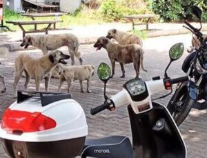 Üniversite kampüsünde başıboş köpek sorunu! Giderek salgınlaşıyorlar