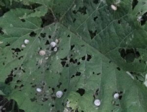 Van’da görülen beyaz kabulü salyangozlar vatandaşı tedirgin ediyor