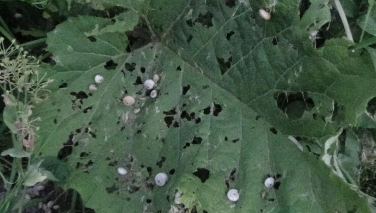 Van’da görülen beyaz kabulü salyangozlar vatandaşı tedirgin ediyor