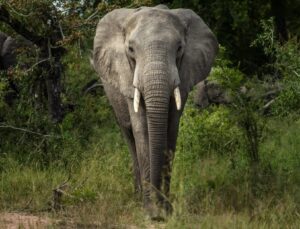 Zambiya'da filler, ABD'li turisti ezerek öldürdü | Dış Haberler