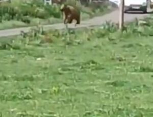Aç ayı şehre indi! Mahalleyi birbirine kattı