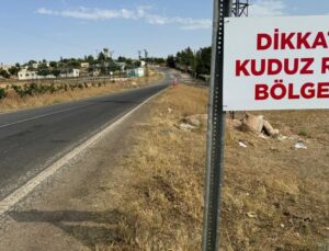 Artvin’de kuduz riski! İlk inceleme açıklandı