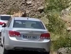 Ayılar yol kesip arabaların üstüne çıktı