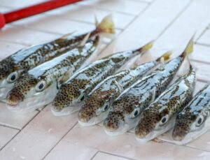 ‘Balon balığı avcıları’ Antalya’da 218 bin lira kazandı