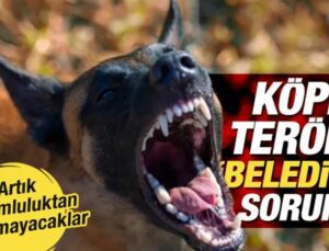 Başıboş köpek terörü belediyelerin sorunu! Yerine getirilmeyen sorumluluklar kanunlaşıyor