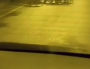 Beykoz’da aç kalan domuz ve yavruları şehre indi
