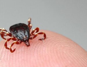 Çankırı’da kene kabusu: Bir kişi hayatını kaybetti!