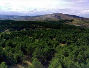 Elazığ’da 3 ay orman yasağı