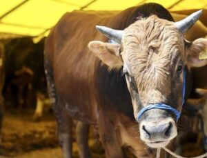 Feci son: İneğin çifte attığı kadın hayatını kaybetti