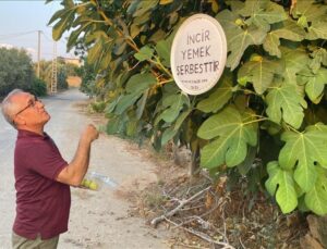 İncir yemek serbesttir yazısıyla ikramda bulunuyor!