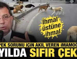 Köpek sorunu için akıl veren İmamoğlu 6 yılda sıfır çekti! İhmal üstüne ihmal