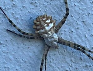 Küresel ısınmayla nadir görülen tür ortaya çıktı