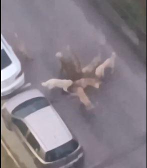 <p>Ortalarına aldıkları yavru köpeği parçalayan sokak köpeklerinin görüntüleri işin vehametini gözler önüne seriyor. </p>
