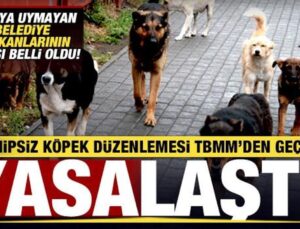 Sahipsiz köpek düzenlemesi TBMM’den geçerek yasalaştı! Belediye Başkanlarına ceza!
