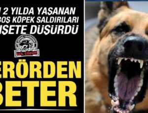 Son iki yılda 4 bin 269 köpek saldırısı kayıtlara geçti