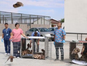 Tedavi ve rehabilitasyonu tamamlanan 60 kuş doğaya salındı