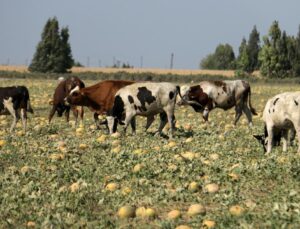Arazideki kavunu hayrına bırakmıştı, toplanmayan binlerce kavun hayvanlara yem oldu